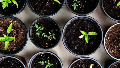 ¿Cómo hacer un compost para espacios pequeños?