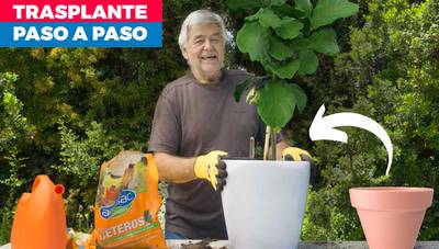Cómo trasplantar una planta
