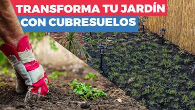 Cómo transformar tu jardín con cubresuelos