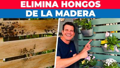Cómo eliminar los hongos de la madera